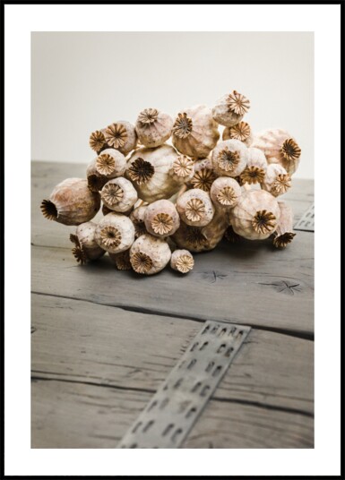 Rustic Poppy Pods Plakat / 30x40