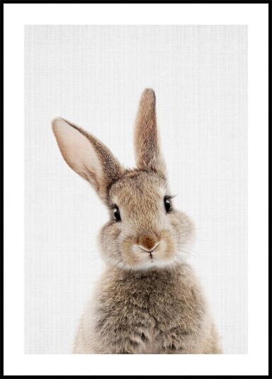 Peekaboo Bunny  Poster Plakat / 40x50cm