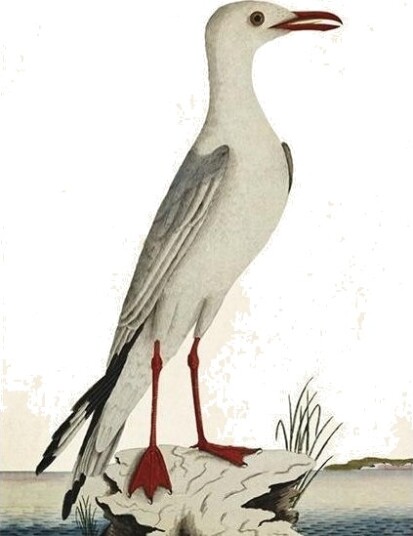 Seagull St371 B6 Notatbok + Konvolutt