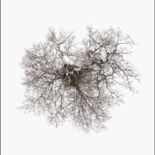 John Metcalfe  Tree  LP/Vinyl