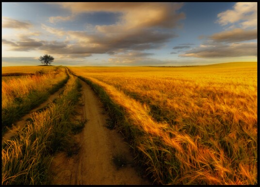 Golden Wheat Field Path Plakat / 21x30