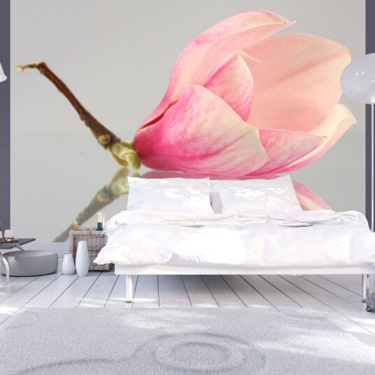 Fototapet A Lone Magnolia Flower 250x193 - Artgeist sp. z o. o.