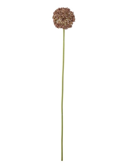 Bloomingville Allium Stem Brown H70CM Bloomingville Allium Stem Brown H70CM