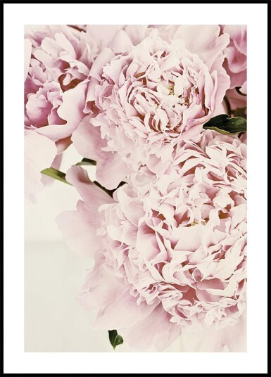 Soft Pink Peonies Plakat Plakat / 30x40cm