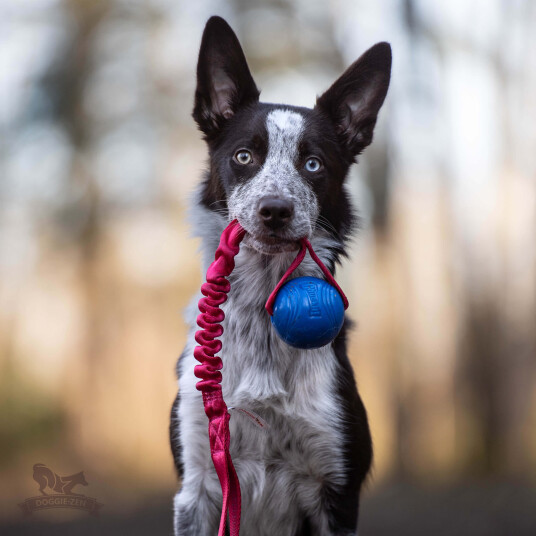 Doggie-Zen Doggie-Zen Elastisk Chuckit Crunch Hundeleke 45Cm