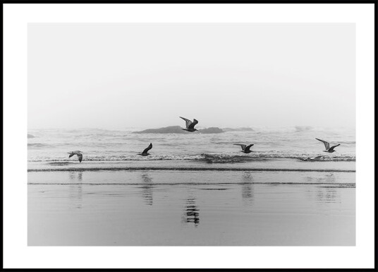 Birds Flying Over The Coast Plakat Plakat / 30x40cm