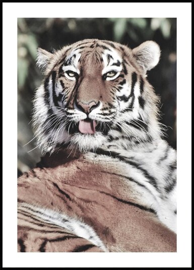 Majestic Tiger Plakat Plakat / 21x30cm Majestic Tiger Plakat Plakat / 21x30cm