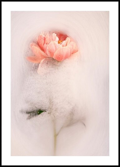 Frothy petal #1 Plakat Plakat / 50x70cm Frothy petal #1 Plakat Plakat / 50x70cm