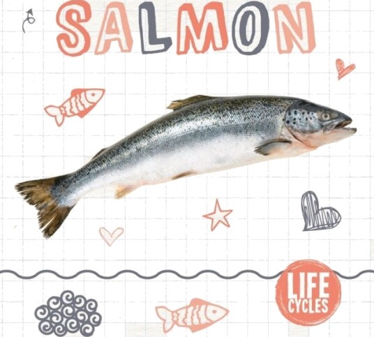 Salmon Salmon