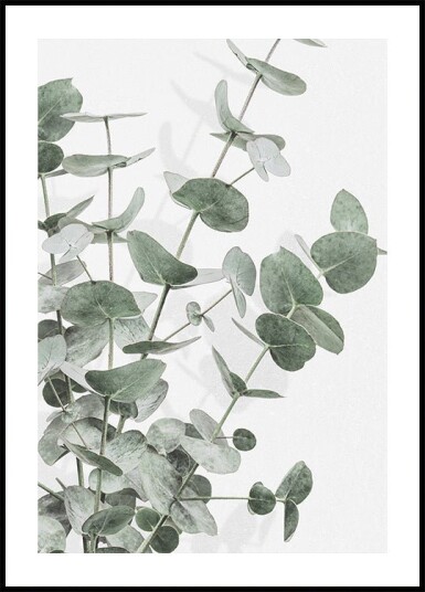 Pictufy Studio Iii Eucalyptus No.3 Plakat Plakat / 40x50cm
