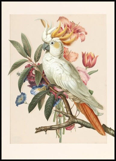 Henriëtta’s Bird Plakat Plakat / 70x100cm