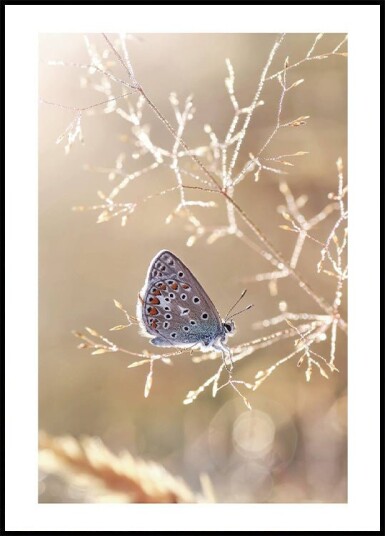 Icarus Butterfly On Sunshine Plakat Plakat / 100x150cm Icarus Butterfly On Sunshine Plakat Plakat / 100x150cm