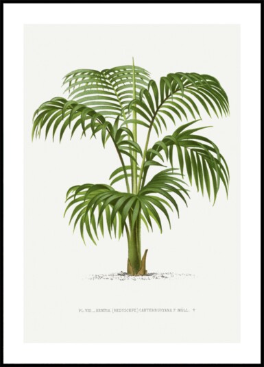 Kentia Vii Plakat / 50x70