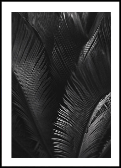Palm Leaves Plakat Plakat / 100x150cm