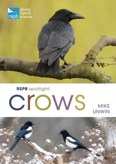 Rspb Spotlight Crows Av Mike Unwin