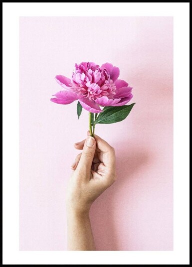 Holding Pink Peony Flower Plakat Plakat / 100x150cm