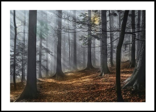Enchanted forest Plakat Plakat / 30x40cm Enchanted forest Plakat Plakat / 30x40cm