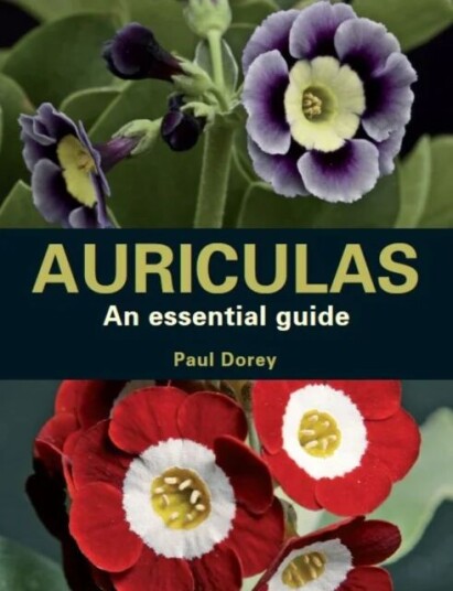 Auriculas Av Paul Dorey