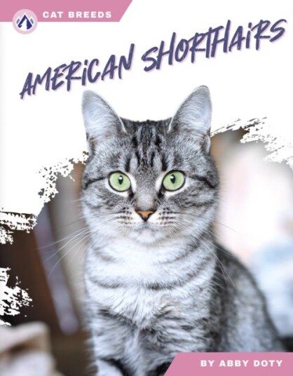 Cat Breeds: American Shorthairs Cat Breeds: American Shorthairs