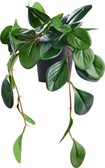 DAY KUNSTIG PLANTE PEPEROMIA 37CM