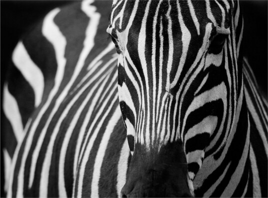 Fototapet White With Black Stripes 250x193 - Artgeist sp. z o. o.