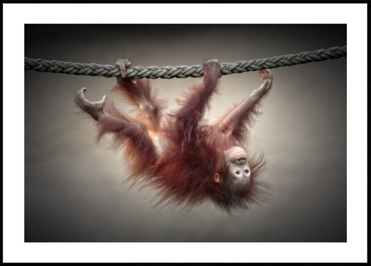 Playful Baby Orangutan Plakat / 21x30