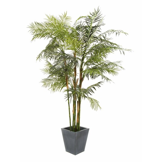 Europalms Cycus Tube Palm, 280cm