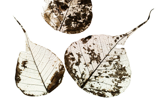 Fallen Leaves #3 av Tal Paz-Fridman Fallen Leaves #3 av Tal Paz-Fridman