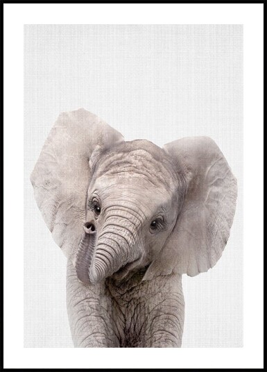 Peekaboo Baby Elephant Poster Plakat / 70x100cm Peekaboo Baby Elephant Poster Plakat / 70x100cm