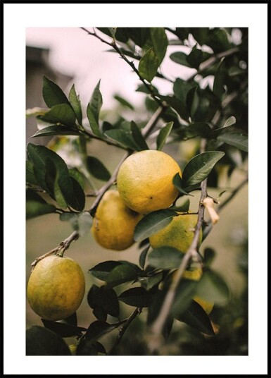 Lemons Tree Plakat Plakat / 40x50cm