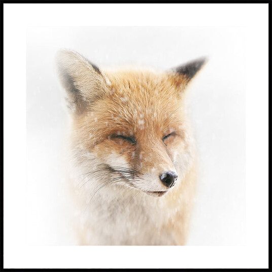 Satisfied Plakat Plakat / 70x70cm