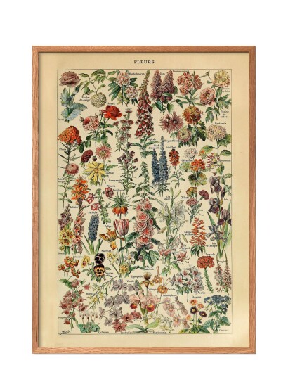 Poster & Frame Fleurs - Multi/patterned - 30X40CM