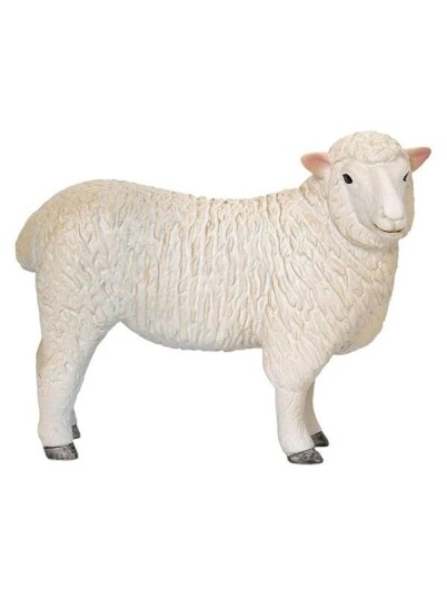 Mojo   Farmland Romney Sheep Ewe