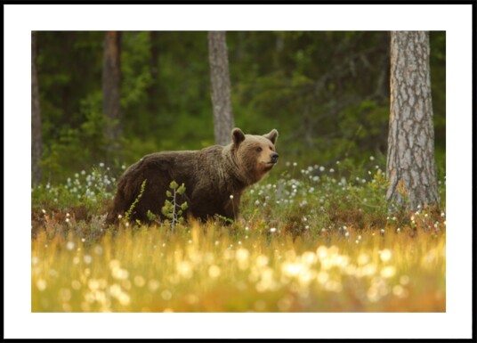 Brown Bear In Forest Plakat / 100x150 Brown Bear In Forest Plakat / 100x150