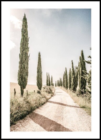 Cypress Tree Alley Plakat Plakat / 40x50cm