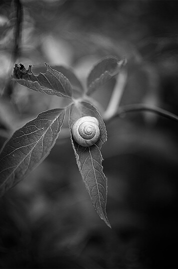Snail av Henrik Hansen Snail av Henrik Hansen