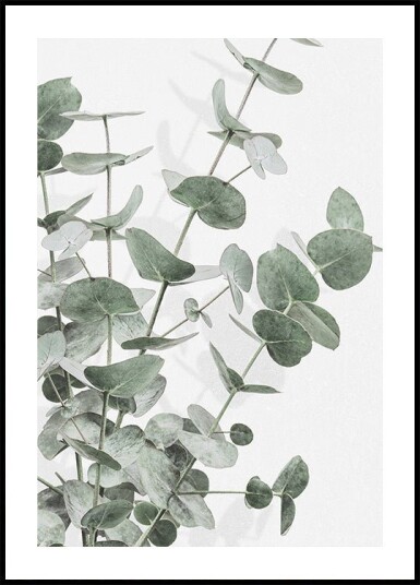 Eucalyptus_003 Poster Plakat / 30x40cm