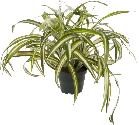 Mr. Plant Grønnrenner clorophyton ø45 cm