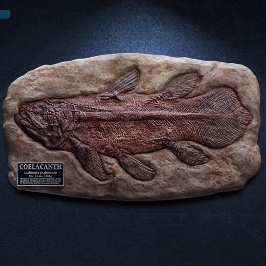 Wonders of the Wild Series Coelacanth Fossil Replica Statue Wonders of the Wild Series Coelacanth Fossil Replica Statue