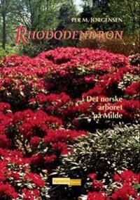 Rhododendron Av Per-Magnus Jørgensen