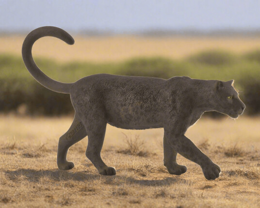 Collecta African Leopard Melanistic Black Panther Collecta African Leopard Melanistic Black Panther
