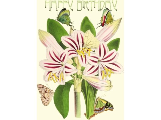 Madame Treacle B6 Glitterkort Med Konvolutt Amaryllis Birthday