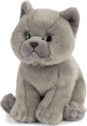 British Grey Shorthair Kitten | Living Nature