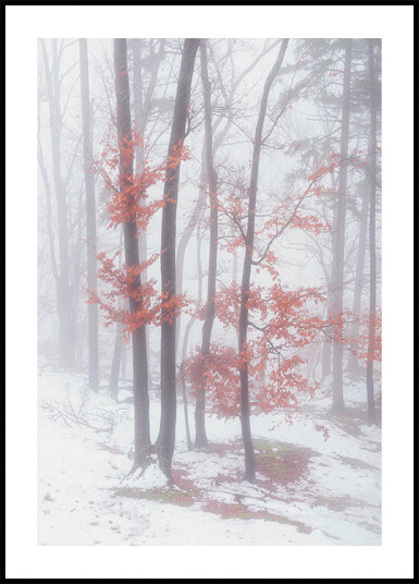 Autumnal snow Plakat Plakat / 40x50cm Autumnal snow Plakat Plakat / 40x50cm