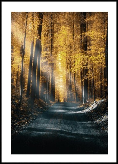 Autumn Forest Plakat Plakat / 100x150cm