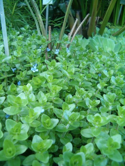 Under vann "Bacopa caroliniana"
