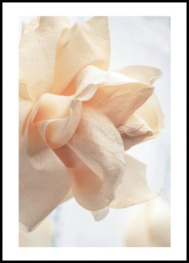 Beige Rose Plakat Plakat / 100x150cm Beige Rose Plakat Plakat / 100x150cm