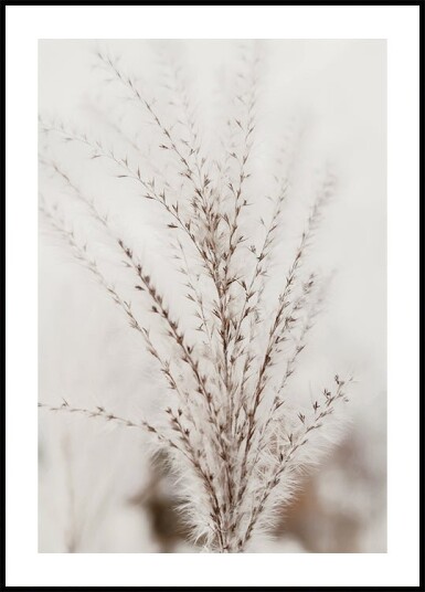 Autumn Miscanthus Plakat Plakat / 100x150cm Autumn Miscanthus Plakat Plakat / 100x150cm