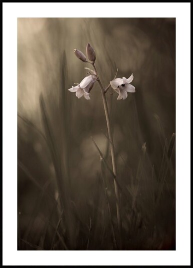 A small flower on the ground Plakat Plakat / 30x40cm A small flower on the ground Plakat Plakat / 30x40cm
