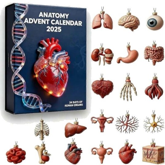 Anatomisk julekalender   24 unike ornamenter med menneskelig anatomi for vitenskapselskere og julepynt